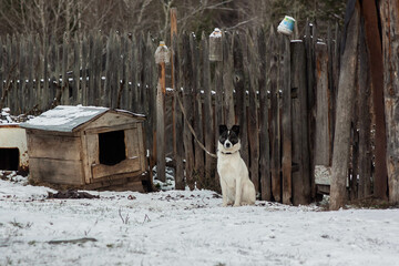 Doghouse & Dog on a leash