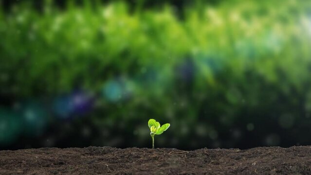 Restoration of all things and germination of seedlings