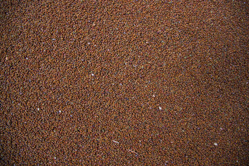 Dry Bean Seeds Texture background. Background of many grains of dried beans