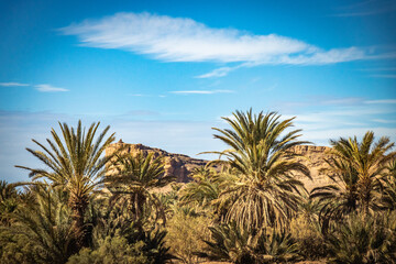 Fototapeta na wymiar palm trees, grove, morocco, north africa, dates, organic