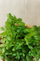 vase of basil herbs from above