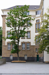 big tree in front of a house