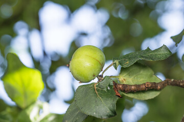 Unreifer Grüner Apfel hängt an einem Ast eines Apfelbaumes an einem sonnigen Sommertag, Deutschland