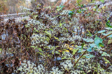 綿毛ができたセンニンソウ（Clematis terniflora ）／山野草・キンポウゲ科