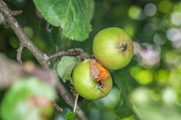 Unreifer Grüner Apfel hängt an einem Ast eines Apfelbaumes an einem sonnigen Sommertag, Deutschland