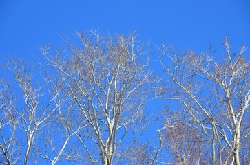 冬空に映える白樺