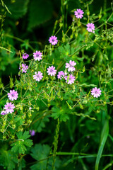 Geranium pyrenaicum purple flowers and leaves