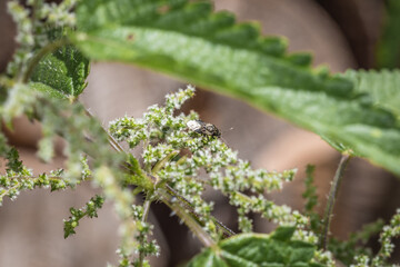 Ein braun rot orange gefärbter Weichkäfer hängt an einem Stiel  einer Pflanze im Garten in freier Natur, Deutschland