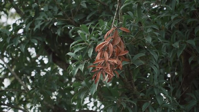 Closeup of a dried branch of leaves on a green tree