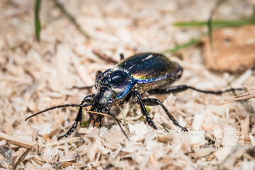 Blau gold grün violett glänzender großer Laufkäfer mit langen beinen und fühlern schimmert in der Sommer Sonne läuft über Sägespäne, Deutschland 