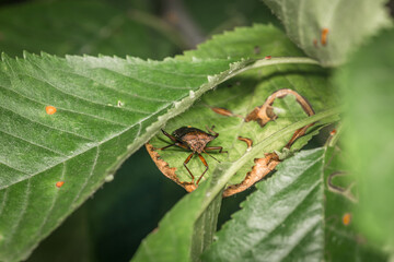 Ein braun rot orange gefärbter Weichkäfer hängt an einem Stiel  einer Pflanze im Garten in freier Natur, Deutschland