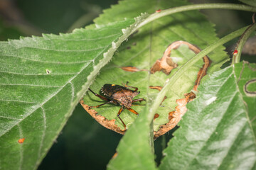 Ein braun rot orange gefärbter Weichkäfer hängt an einem Stiel  einer Pflanze im Garten in freier Natur, Deutschland