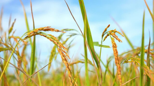 Ear rice in ric field on blue sky background of organic farm in countryside