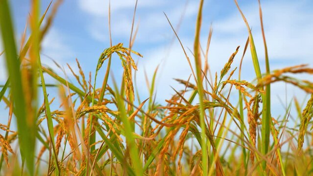 Ear rice in ric field on blue sky background of organic farm in countryside