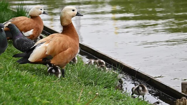 baby birds of Ruddy shelduck (Tadorna ferruginea duck) feeding at lake shore, ruddy shelduck adult ducks protect their duckling from pigeons