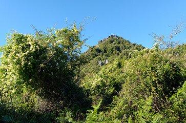 Forest in Costa verde mountain. Corsica island