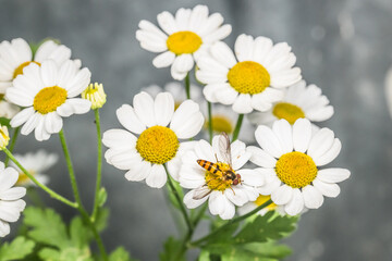 Makro detail Nahaufnahme einer Schwebfliege sitzt auf der Blüte einer gelben Blume mit weißen Blättern im Sonnenlicht, Deutschland