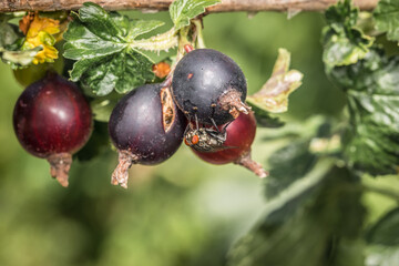 Makro detail Nahaufnahme einer Fliege sitzt auf reifen Schwarz rot 
Beeren der Jochelbeere einer Kreuzung von  Johannisbeere mit der Stachelbeere, Deutschland
