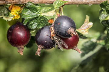 Makro detail Nahaufnahme einer Fliege sitzt auf reifen Schwarz rot 
Beeren der Jochelbeere einer Kreuzung von  Johannisbeere mit der Stachelbeere, Deutschland
