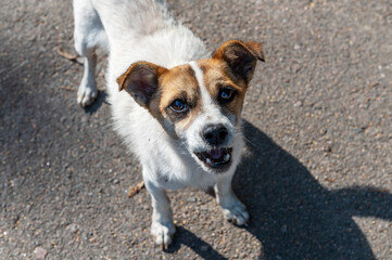 Lonely dog. Homeless dog on the street. Unhappy stray dog with sad eyes.