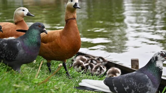 Couple of ruddy shelduck ducks protect their baby duckling from pigeons.