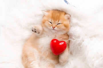 cute ginger kitten sleeps with a red heart on a fur blanket on his back © Olesya Pogosskaya