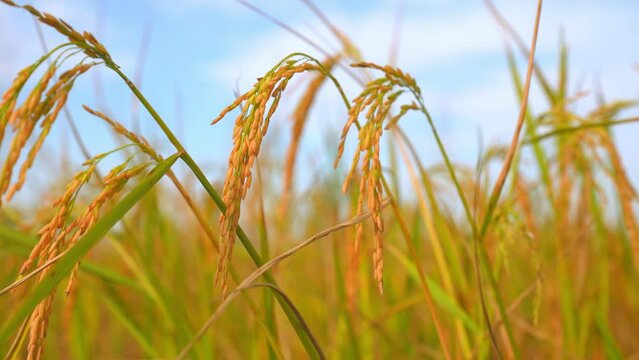 Ear rice in ric field on blue sky background of organic farm in countryside