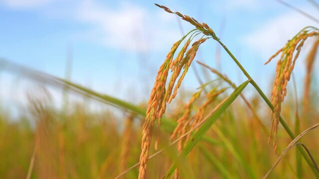 Ear rice in ric field on blue sky background of organic farm in countryside