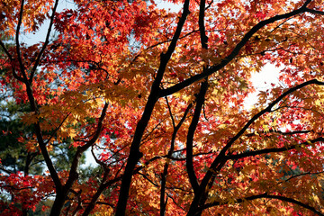 見ごろの秋の紅葉