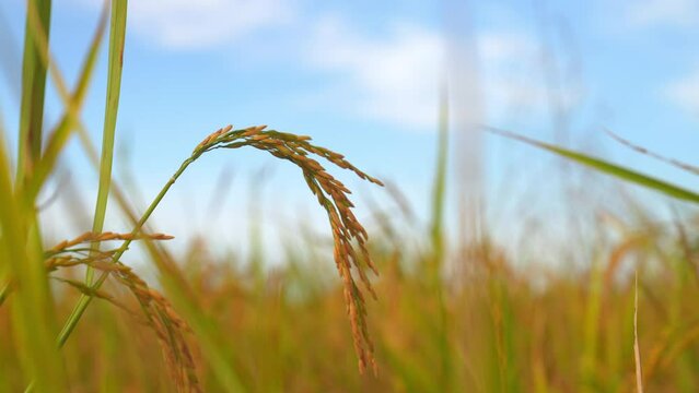Ear rice in ric field on blue sky background of organic farm in countryside