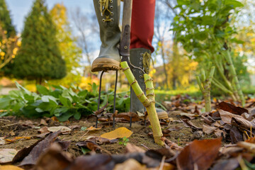 Woman digging up dahlia plant tubers using pitchfork, preparing them for winter storage. Autumn gardening jobs. Overwintering dahlia tubers. Lifting dahlia tubers.