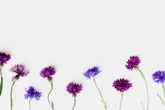 Minimal layout made purple and violet flowers on white background. Flat lay style with fresh cornflowers. Spring, summer minimal concept. Top view still life, nature aesthetic wallpaper