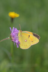 Clouded yellow butterfly (Colias crocea).