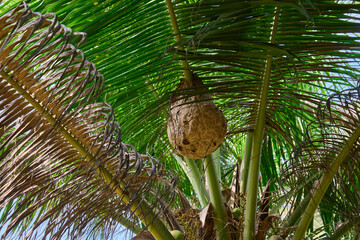 Common Wasp nest (Vespula vulgaris) on the tree. A wasp in its nest. coconut tree