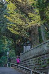イチョウの巨木がある東京赤坂氷川神社