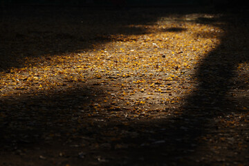 イチョウが降り注いだ地面に光があたる
