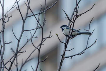葉っぱが落ちた枝にシジュウカラがとまる