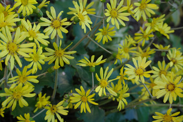 ツワブキの花が最盛期だ