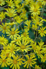 ツワブキの花が最盛期だ