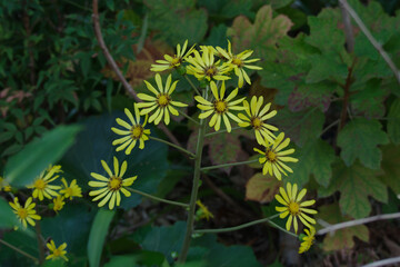アーチ状にツワブキの花が咲く