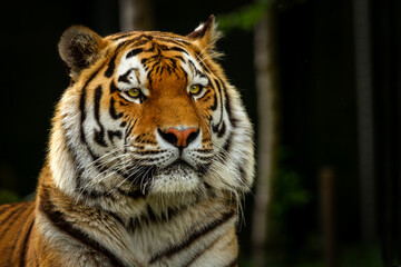 Bengal tiger