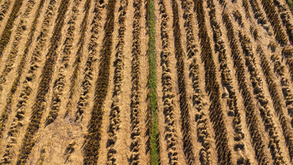 Top view of autumn after harvest with fallen straws in farming village. Rice fields after harvesting rice in Thailand.