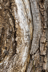 Abstract texture of tree bark
