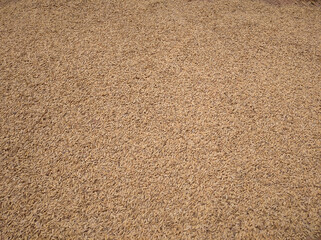 Paddy drying process before milling