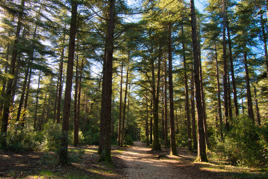 Foret des Cedres im Luberin in der Provence