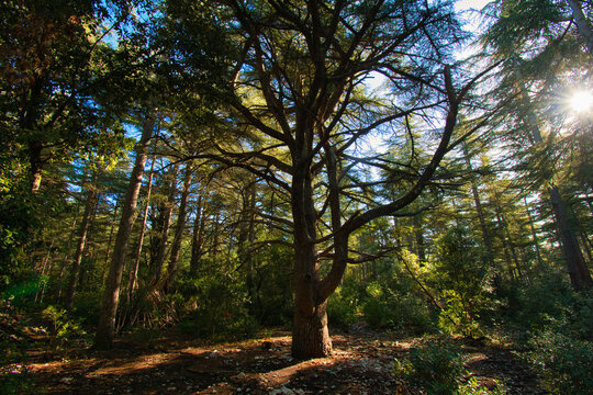 Foret des Cedres im Luberin in der Provence