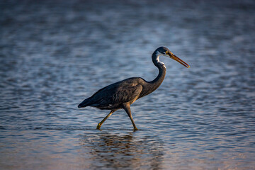 heron on the beach at sunset