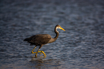 heron on the beach at sunset
