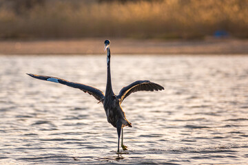 heron on the beach at sunset