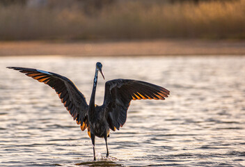 heron on the beach at sunset